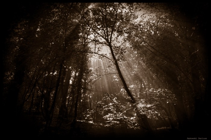 Forest by gazo via DeviantArt.com