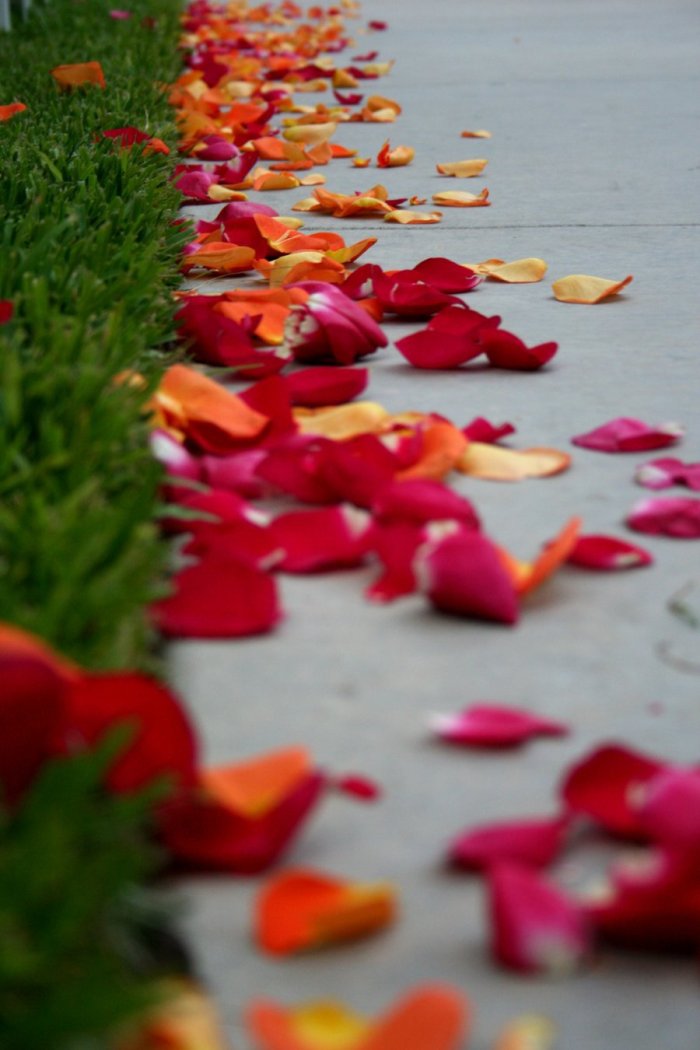 Rose petals 